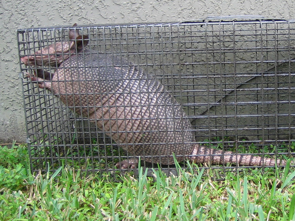 Armadillo Cage Traps