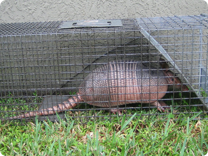Armadillo Cage Traps