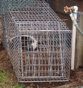 Skunk Cage Traps
