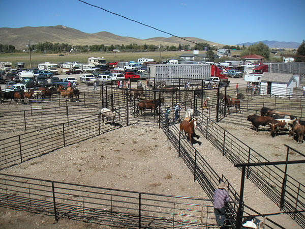 Livestock Fencing