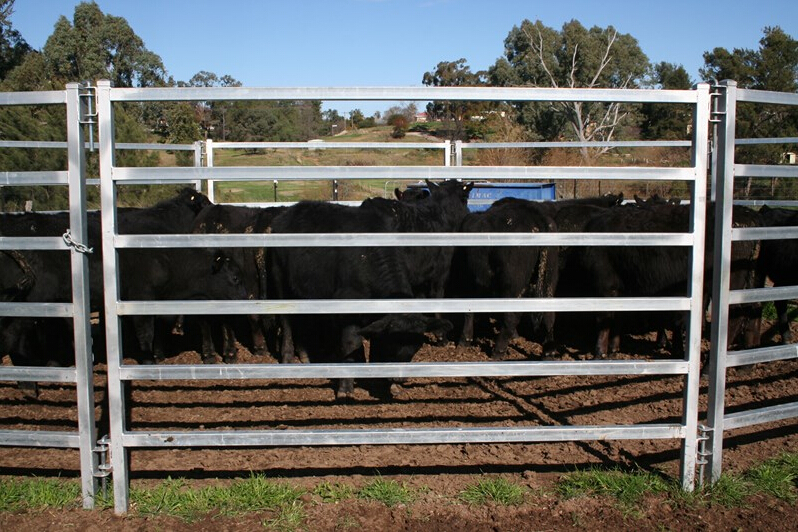 Cattle Yard Panel