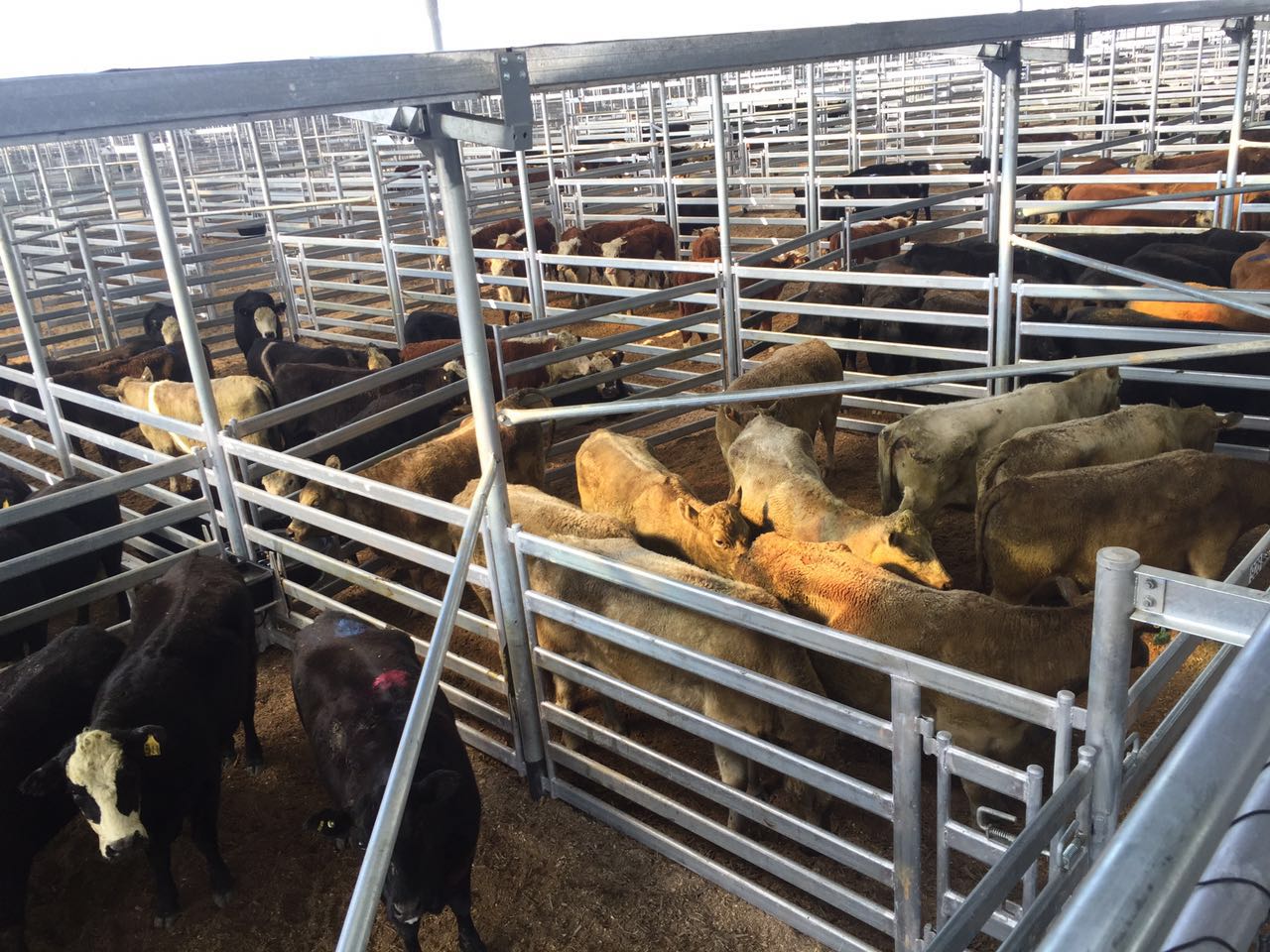 Hot-dipped galvanized cattle panels