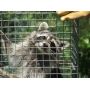 Raccoon Cage Traps