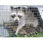 Raccoon Cage Traps