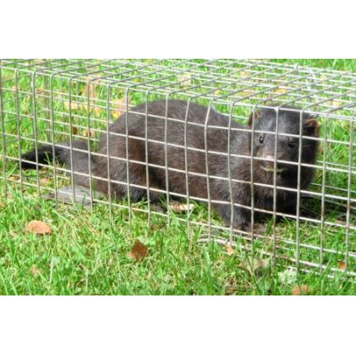 Animal Evictions,Animal Removal,Animal Trapping,Cage Traps,Pest control,hardware,wildlife control,wire mesh,wire products