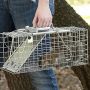 squirrel cage traps