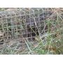Mink Cage Traps