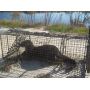 Mink Cage Traps
