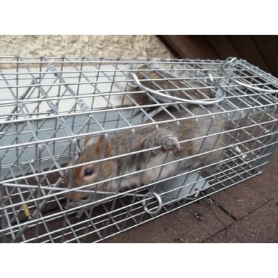 squirrel cage traps