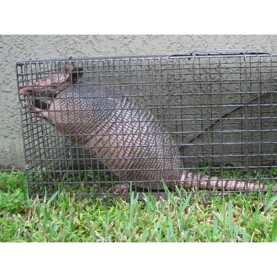 Armadillo Cage Traps