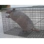 Armadillo Cage Traps