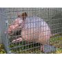 Armadillo Cage Traps