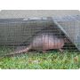 Armadillo Cage Traps