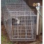 Skunk Cage Traps