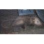 Possum Cage Traps