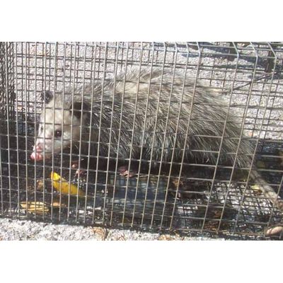 Possum Cage Traps