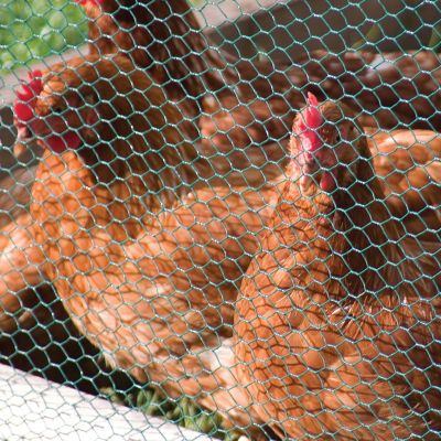 Chicken Wire Netting