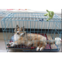 Folding Metal Dog Cage